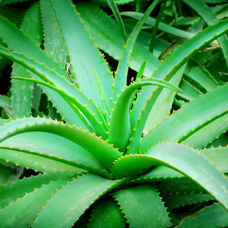 Aloe vera infused oil, NZ